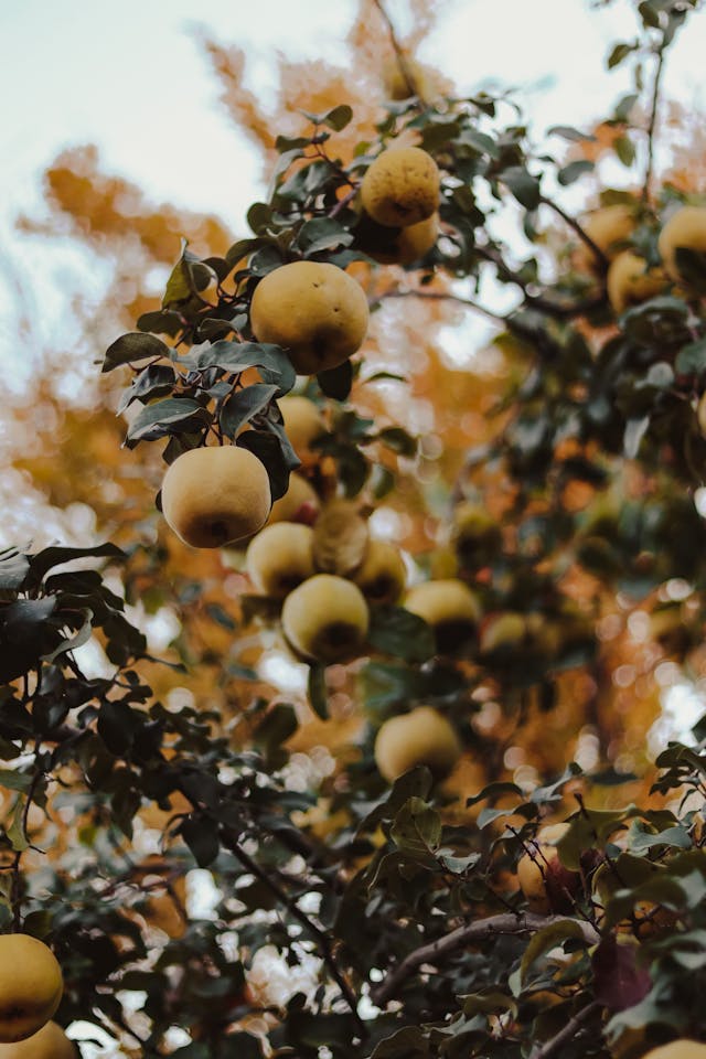 Formation : Greffage de Fruitiers