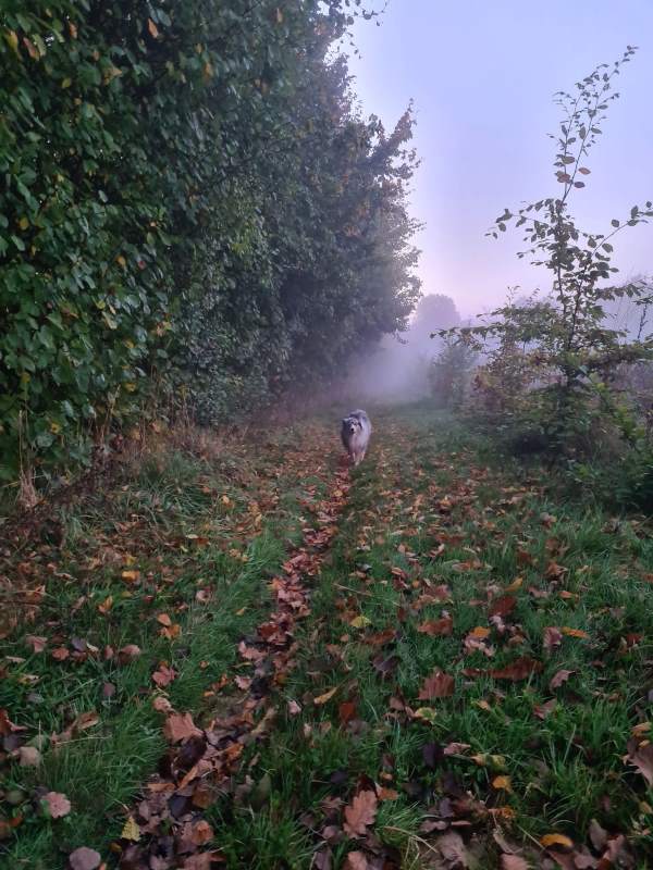 Chantier Participatif : Taille et Transplantation d'Arbres