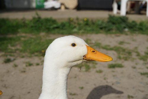 Emy