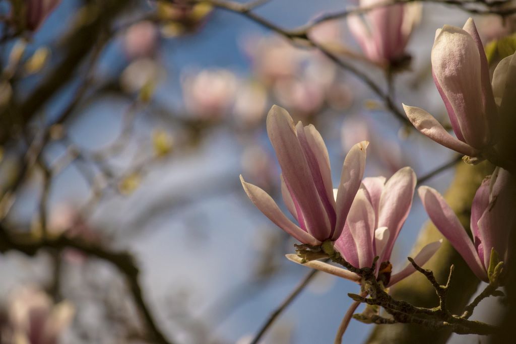 Concert et fête des couleurs