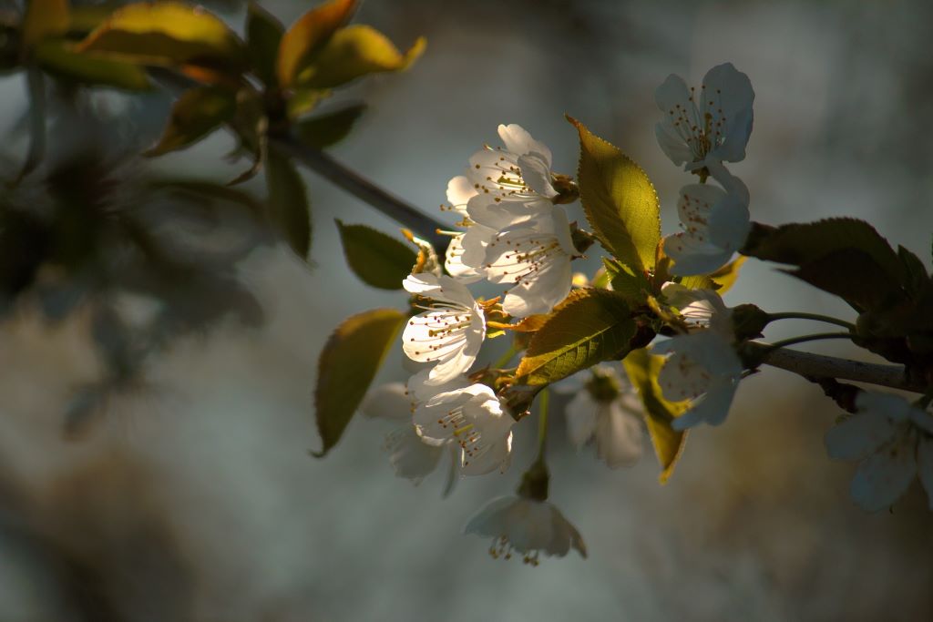 Fête de la pollinisation
